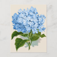 Vintag Blue Hydrangea