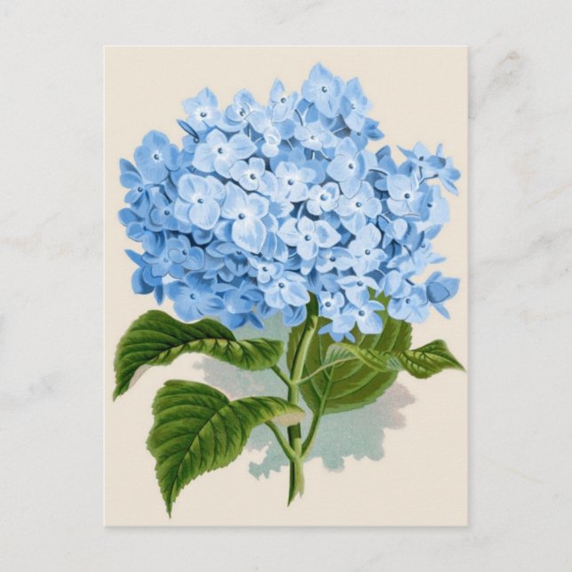 Vintag Blue Hydrangea Postkarte (Vorderseite)