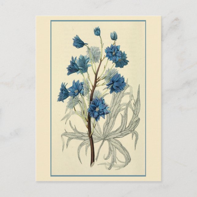 Vintag Blue Larkspur Blume Postkarte (Vorderseite)