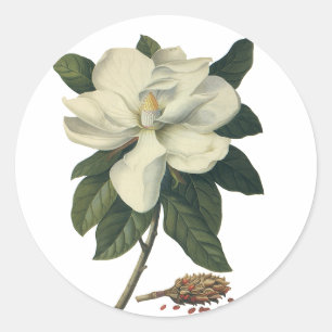 Vintag blühende weiße Magnolia-Blossom-Blume Runder Aufkleber