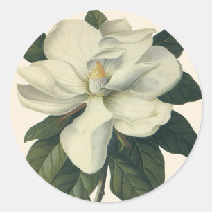 Vintag blühende weiße Magnolia-Blossom-Blume Runder Aufkleber