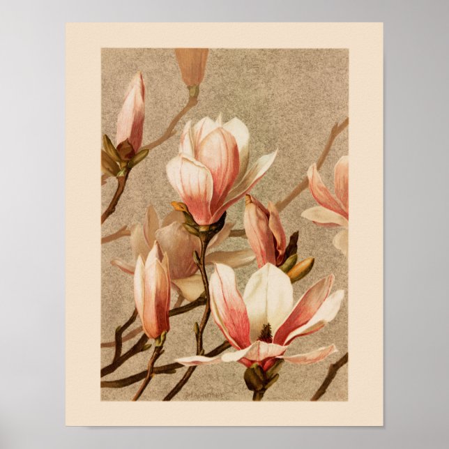 Vintag Blush Magnolias Poster (Vorne)
