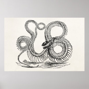 Vintag Boa Snake Skeleton Personalisierte Vorlage Poster
