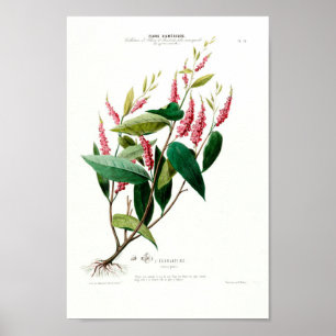 Vintag Botanisch Le Carlatine Flore D Amerique Poster