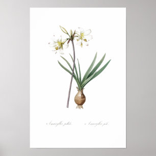 VINTAG BOTANISCHE BELLADONNA LILY POSTER