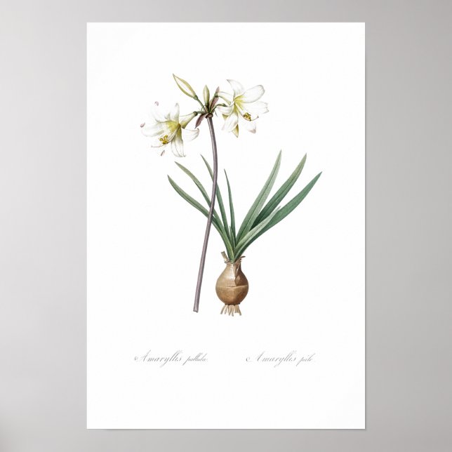 VINTAG BOTANISCHE BELLADONNA LILY POSTER (Vorne)