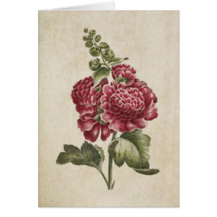 Vintag Botanische Hollyhock-Illustration