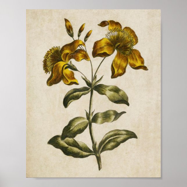 Vintag Botanisches Flora Johanniskraut Print Poster (Vorne)
