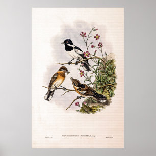 Vintag Brodie's Flycatcher von John Gould Poster