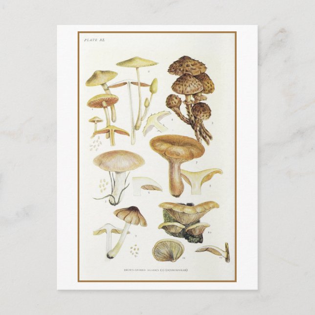 Vintag Brown Mushroom Illustration Postkarte (Vorderseite)