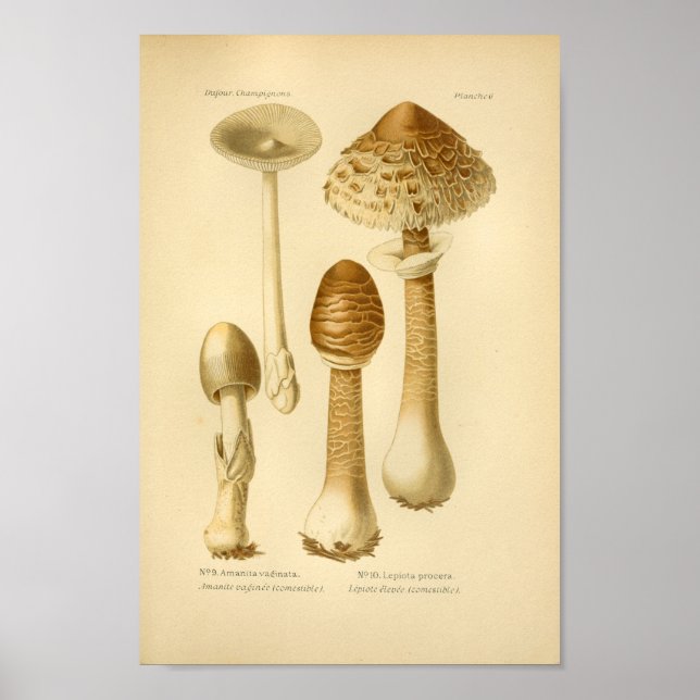 Vintag Brown Mushrooms Art Druck Französisch Poster (Vorne)