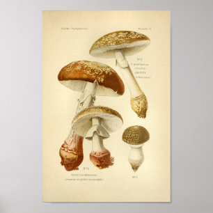 Vintag Brown Mushrooms Art Druck Französisch Poster