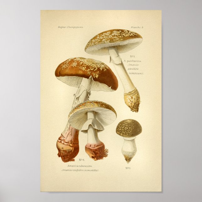 Vintag Brown Mushrooms Art Druck Französisch Poster (Vorne)