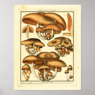 Vintag Brown Mushrooms Französische Kunst Poster