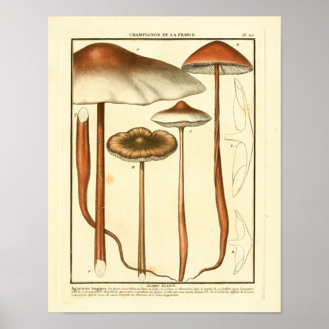 Vintag Brown Mushrooms Französische Kunst Poster (Vorne)