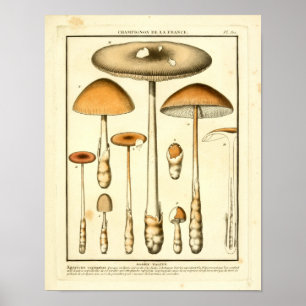 Vintag Brown Mushrooms Französische Kunst Poster