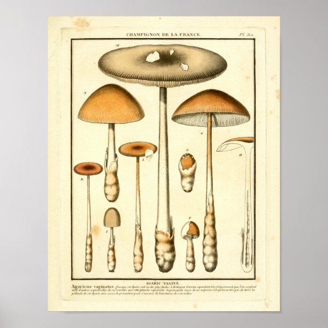 Vintag Brown Mushrooms Französische Kunst Poster (Vorne)