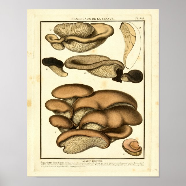 Vintag Brown Mushrooms Französische Kunst Poster (Vorne)