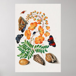 Vintag Caesalpinoid Legume Pflanze Illustration vo Poster