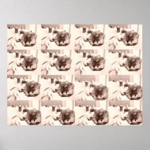 Vintag Calico Cat Poster