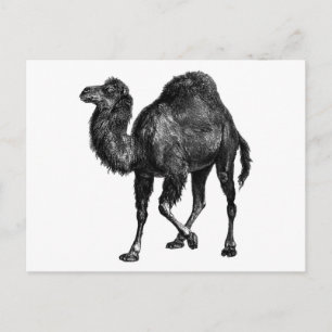 Vintag Camel Postkarte