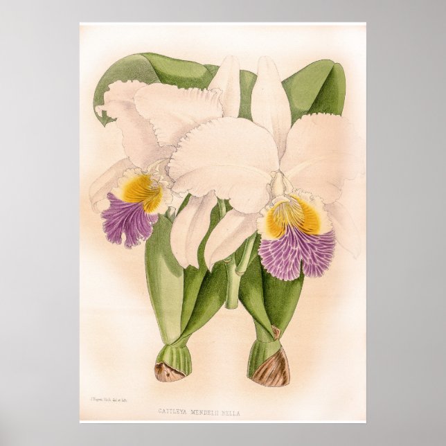 Vintag Cattleya Mendelii Bella Orchid Blume Poster (Vorne)