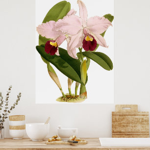 Vintag Cattleya Triana Orchid Blume Poster