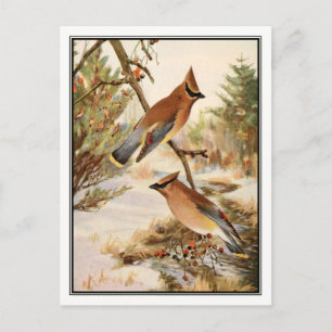 Vintag Cedar Waxwing von Robert Bruce Horsfall Postkarte