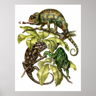 Vintag Chameleon Lizard Poster
