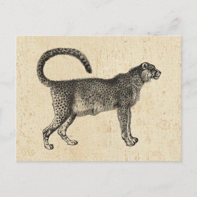 Vintag Cheetah Postkarte (Vorderseite)