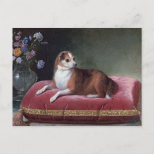 Vintag Chihuahua Portrait Postkarte