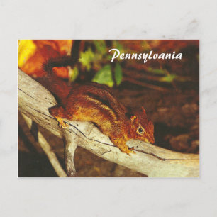 Vintag Chipmunk Postkarte