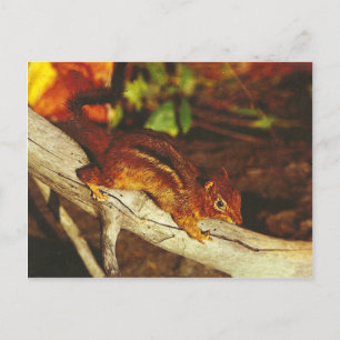 Vintag Chipmunk Postkarte