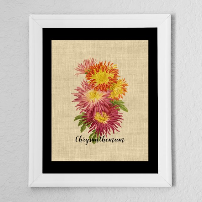 Vintag Chrysanthemum Botanical Poster (Von Creator hochgeladen)