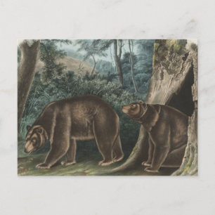 Vintag Cinnamon Bear Audubon Postkarte