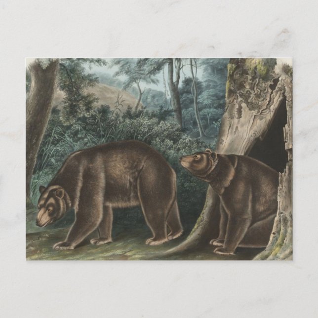 Vintag Cinnamon Bear Audubon Postkarte (Vorderseite)