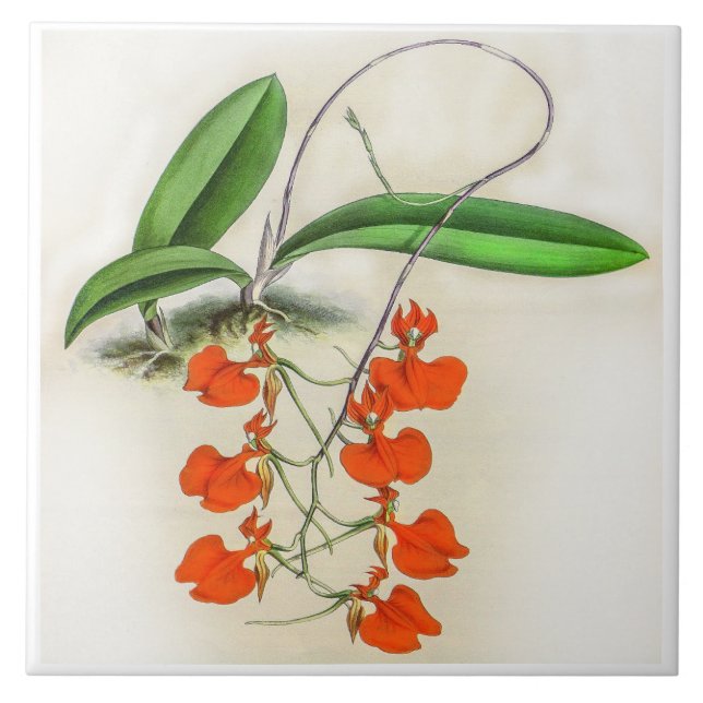 Vintag Comparettia Speciosa Orchid Blume Fliese (Vorderseite)