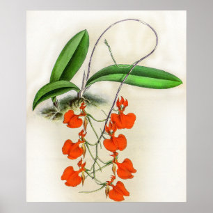 Vintag Comparettia Speciosa Orchid Blume Poster