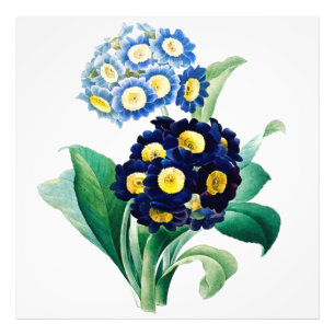 Vintag Cowslip Primrose botanisch Fotodruck