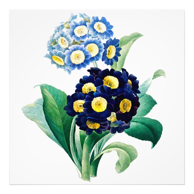 Vintag Cowslip Primrose botanisch Fotodruck (Vorne)
