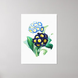 Vintag Cowslip Primrose botanisch Leinwanddruck