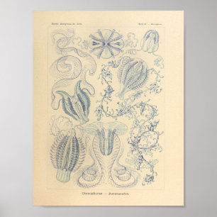 Vintag Ctenophorae Color Ernst Haeckel Print Poster