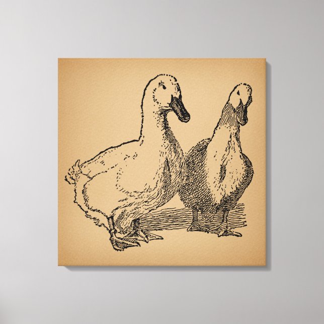 Vintag Duck Art Two Ducks Illustration Leinwanddruck (Vorderseite)