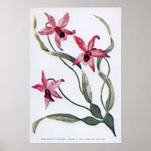 Vintag Edwardian Orchid Poster