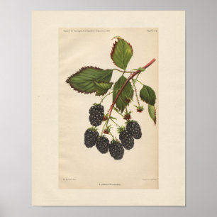 Vintag Eldorado BlackBerry Print Poster