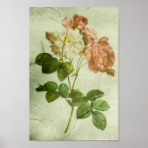 Vintag Elegantes Shabby Chic Peonies Poster