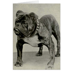 Vintag-English-Bulldog-Foto