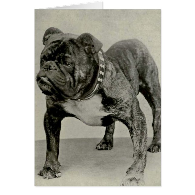 Vintag-English-Bulldog-Foto (Vorne)