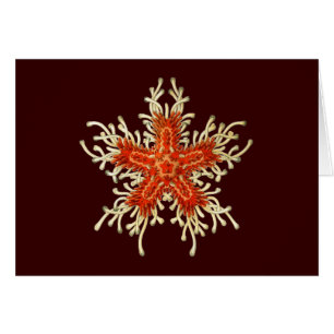 Vintag Ernst Haeckel