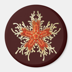 Vintag Ernst Haeckel Magnet